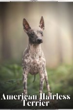 American Hairless Terrier