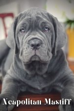 Neapolitan Mastiff