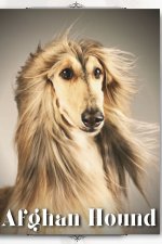 Afghan Hound