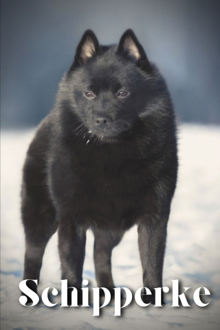 Schipperke
