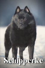 Schipperke