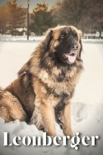 Leonberger