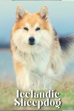 Icelandic Sheepdog
