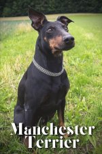 Manchester Terrier