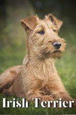 Irish Terrier