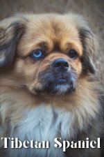 Tibetan Spaniel