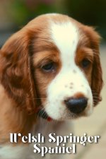 Welsh Springer Spaniel