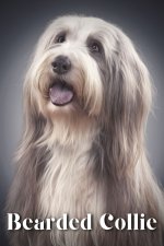 Bearded Collie