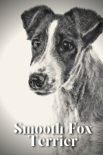 Smooth Fox Terrier