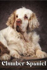 Clumber Spaniel