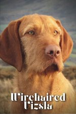 Wirehaired Vizsla