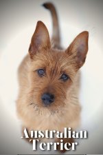 Australian Terrier