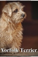 Norfolk Terrier