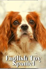 English Toy Spaniel
