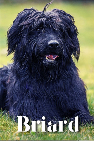 Briard
