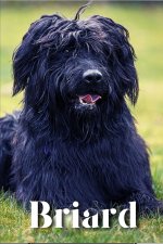 Briard