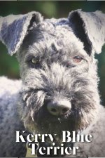 Kerry Blue Terrier