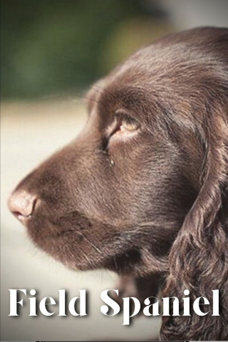 Field Spaniel
