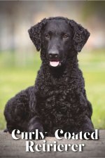 Curly-Coated Retriever