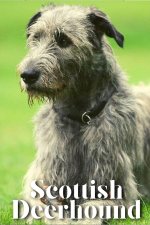 Scottish Deerhound