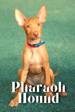 Pharaoh Hound