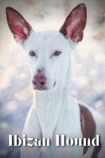 Ibizan Hound
