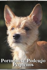 Portuguese Podengo Pequenos