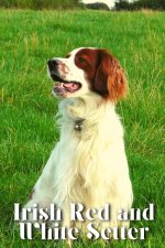 Irish Red and White Setter