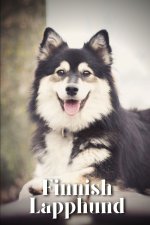 Finnish Lapphund