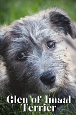 Glen of Imaal Terrier