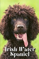 Irish Water Spaniel