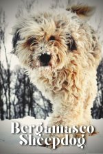 Bergamasco Sheepdog