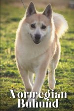 Norwegian Buhund