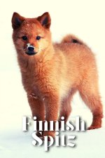Finnish Spitz