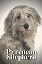 Pyrenean Shepherd