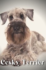 Cesky Terrier