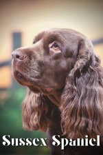 Sussex Spaniel