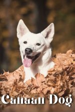 Canaan Dog