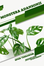 Monstera adansonii