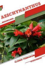 Aeschynanthus