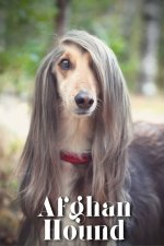 Afghan Hound