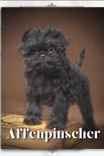 Affenpinscher