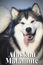 Alaskan Malamute