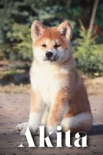 Akita