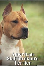 American Staffordshire Terrier