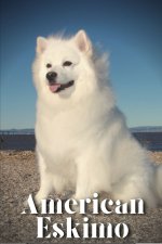 American Eskimo