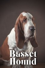 Basset Hound