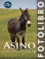 Asino