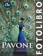 Pavone