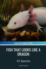 Fish That Looks Like A Dragon